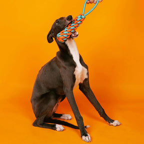 Geflochtenes Seil-Schlepper-Hundespielzeug – Farbkonflikt