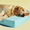 Orthopedic Waterproof Dog Bed - Ocean - FUNNYFUZZY