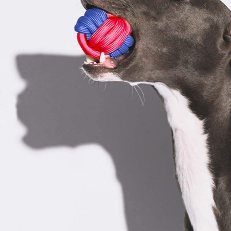 Knots Ball Throwing Dog Toy - Color Clash