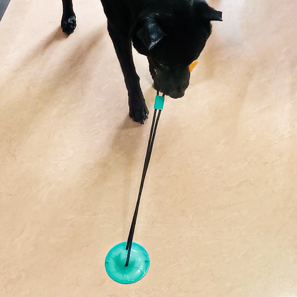 Dog suction clearance tug toy