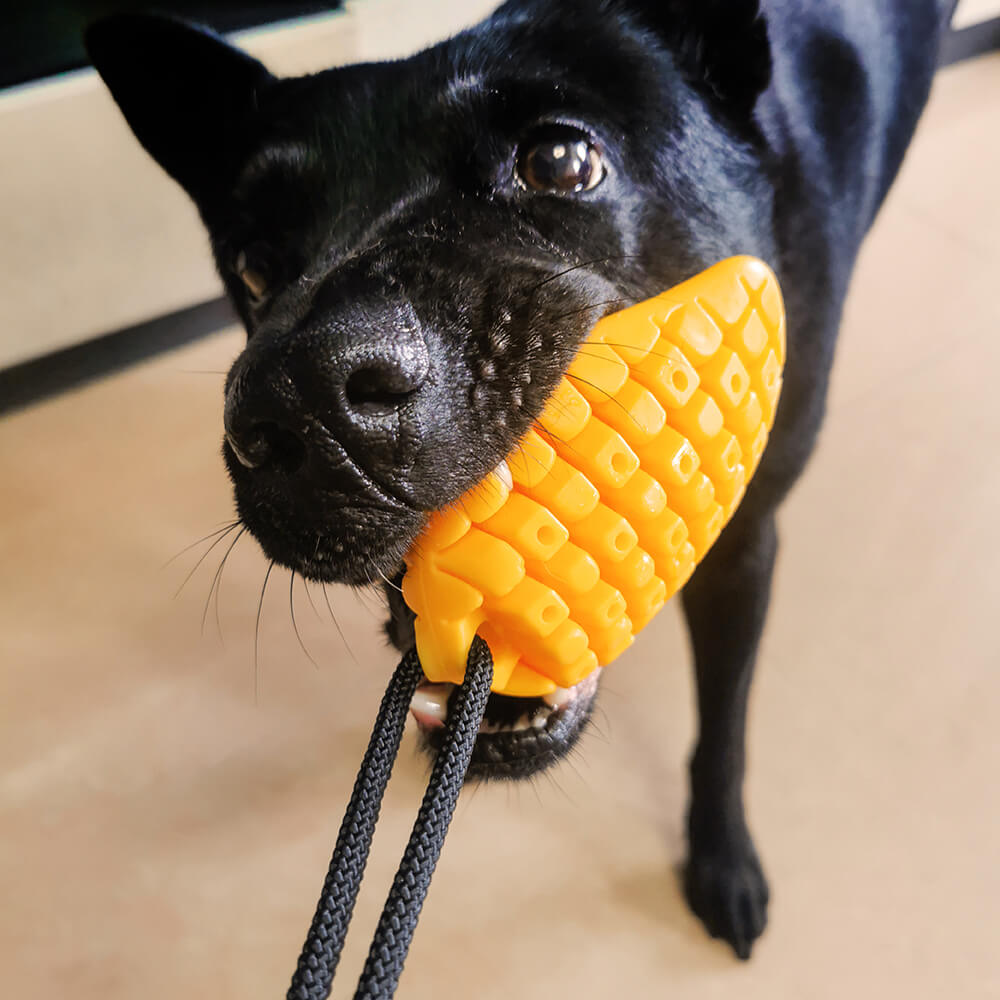 Hundespielzeug mit Saugnapf – Mango