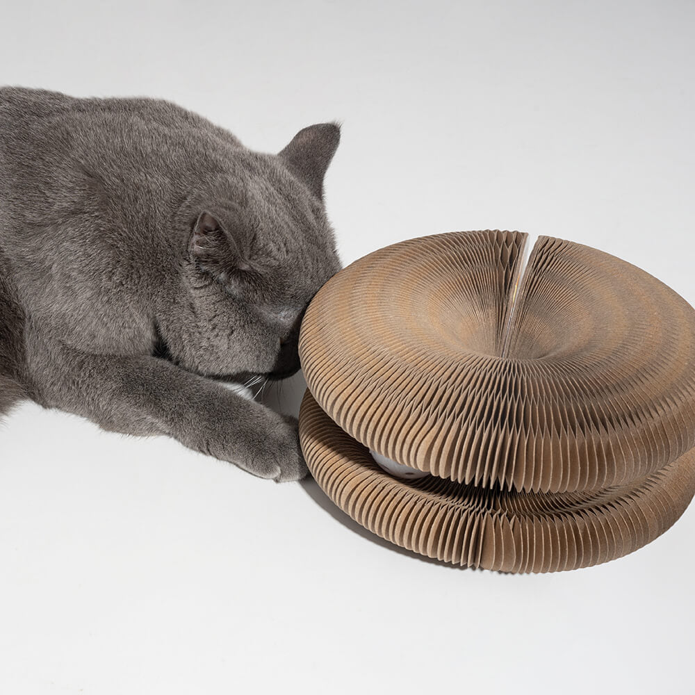 Accordéon magique pliable durable avec planche à gratter Bell Ball Cat