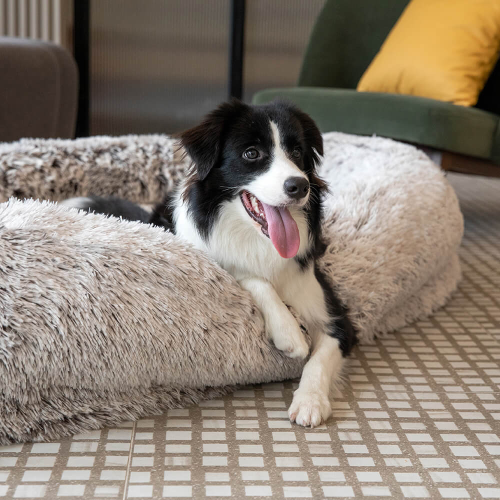 Luxuriöses, supergroßes menschliches Hundebett mit superweicher Haustierdecke