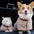 Ultra-Absorbent Dog Bath Towel Dog Anxiety Jacket - FUNNYFUZZY