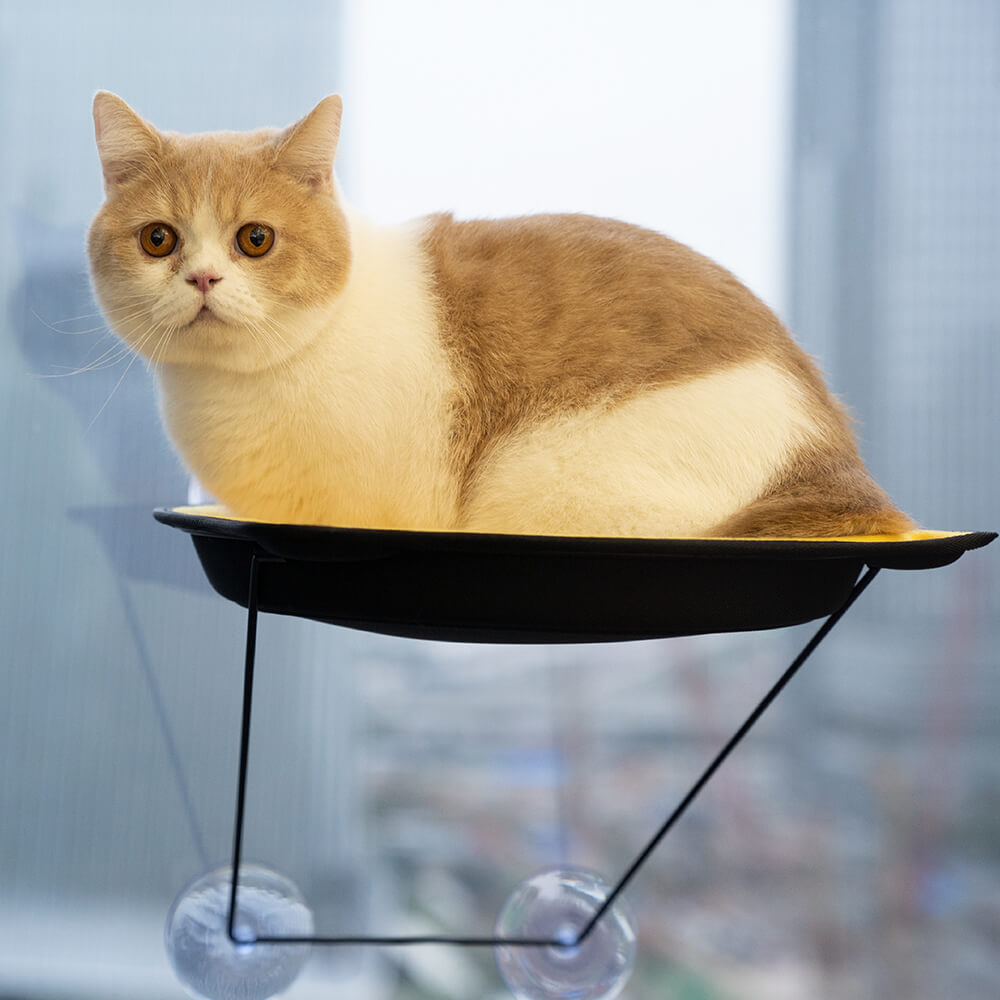 Cat bed window suction cups sale