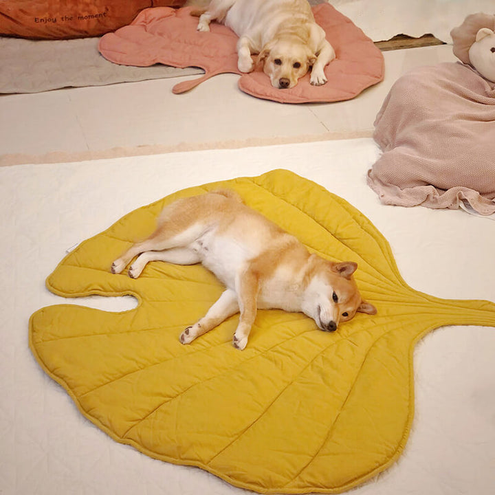 Why Do Dogs Love Blankets Uncover Their Cozy Secrets