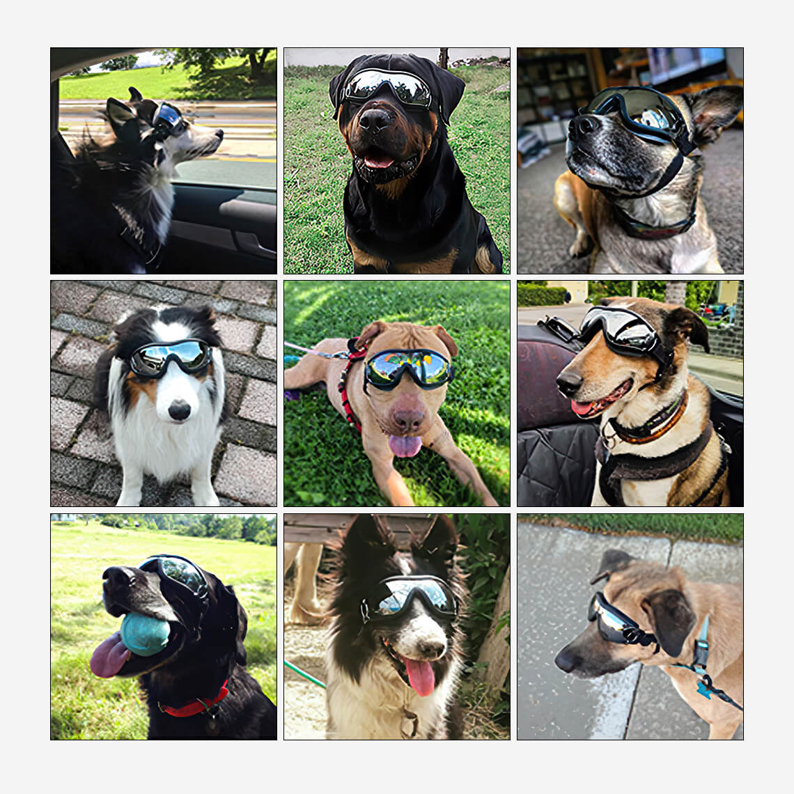 Schutzbrillen für große Hunde