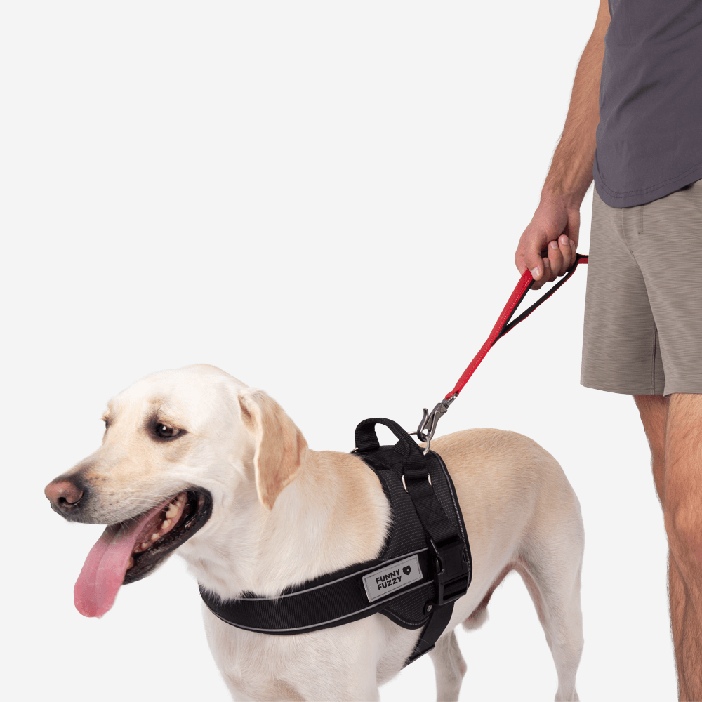Ensemble de promenade pour chiens de sport | Laisse pour chien mains libres multifonction et harnais pour chien sans traction