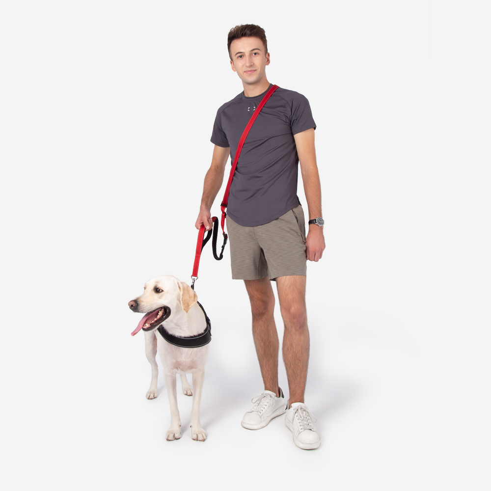 Laisse mains libres multifonction pour chien avec ceinture de sécurité